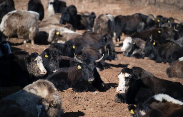 Silk Way West Airlines safely transports 100 yaks from Kyrgyzstan to Azerbaijan